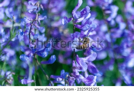 Purple color beautiful plants pictures with bee, they are feeding, flying, carrying pollen, dance of bees with seasonal flowers in spring... Bee pictures