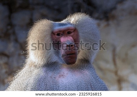 The Hamadryas Baboon: A Primate Species in a Zoo