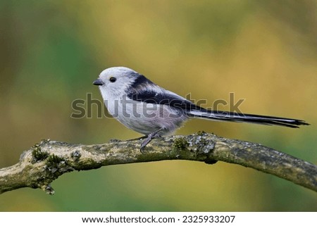 Long-tailed tit (Aegithalos caudatus) in its natural environment Royalty-Free Stock Photo #2325933207