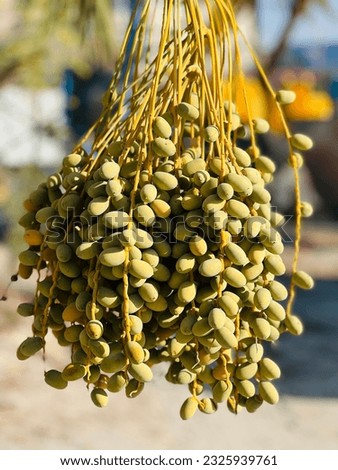 Unripe Green Dates Palm from Bahrain