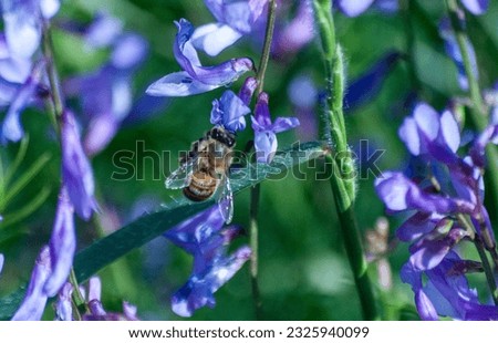 Purple color beautiful plants pictures with bee, they are feeding, flying, carrying pollen, dance of bees with seasonal flowers in spring
