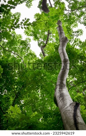 A low angle shot of tree in the forest