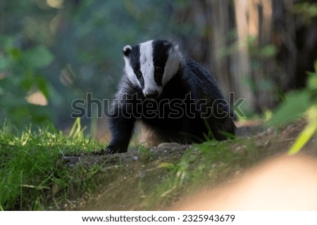 Wild Badger, meles meles, in a sunset woodland, wildlife photography, natural world