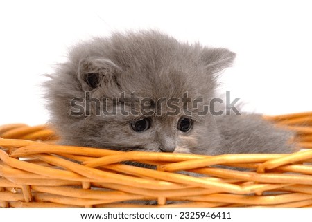 Small gray and fluffy kitten looks out basket.On white background, isolate