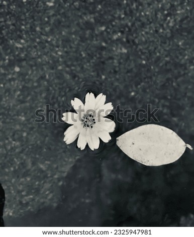 Monochrome portrait of flowers on the water.