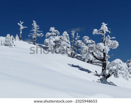Fairy-tale landscapes, climbing along the western slope of the Serra di Crispo. Loricate pines in the Pollino National Park.

 Royalty-Free Stock Photo #2325948653