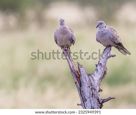 A pair of Collar Dove resting on a dry tree