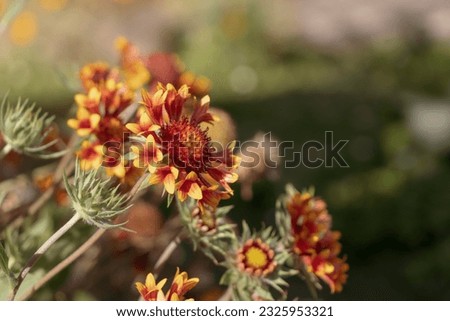 gaillardia grandiflora flower bloom in yellow and orange, with thin green stems and leafs, flower garden in sunny summer day, blurry background