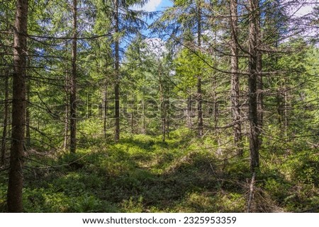 young fir trees in the forest, with dead branches, moss and blueberry mites on the ground. Sunny summer day Royalty-Free Stock Photo #2325953359
