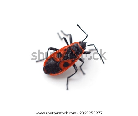 Red bug beetle isolated on a white background.