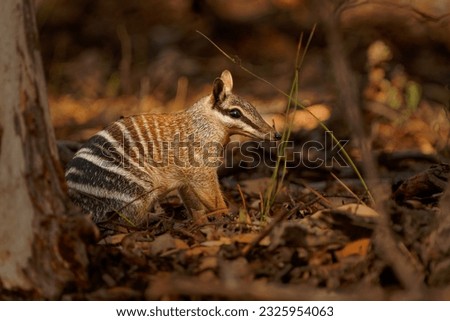 Numbat - Myrmecobius fasciatus also noombat or walpurti, insectivorous diurnal marsupial, diet consists almost exclusively of termites. Small cute animal termit hunter in the australian forest. Royalty-Free Stock Photo #2325954063