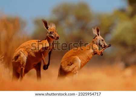 Red kangaroo - Osphranter rufus the largest of kangaroos, terrestrial marsupial mammal native to Australia, found across mainland Australia, long, pointed ears and a square shaped muzzle. Royalty-Free Stock Photo #2325954717