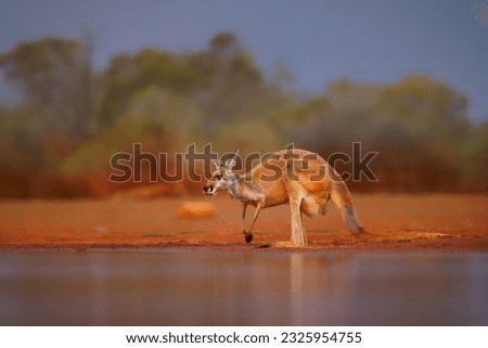 Red kangaroo - Osphranter rufus the largest of kangaroos, terrestrial marsupial mammal native to Australia, found across mainland Australia, long, pointed ears and a square shaped muzzle. Royalty-Free Stock Photo #2325954755
