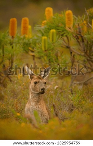 Western Grey Kangaroo - Macropus fuliginosus also giant or black-faced or mallee kangaroo or sooty kangaroo, large common kangaroo from southern part of Australia, in bushes. in the colorful bush.
