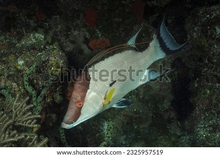 Hogfish or boquinete (Lachnolaimus maximus) Jardines de la Reina, Cuba Royalty-Free Stock Photo #2325957519