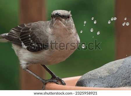 A Northern Mockingbird on the bird bath                               