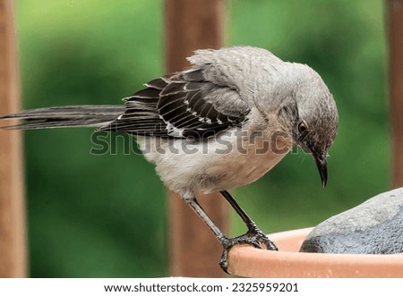 A Northern Mockingbird on the bird bath                               