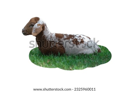 baby goat brown and white lying on the grass Isolated white background Used as a picture in teaching, subject matter