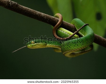 Dangerous Green pit viper is a venomous snake 