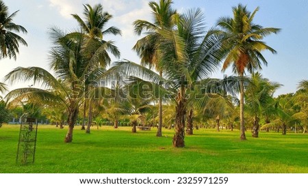 Coconut Trees Green Grassland  images Royalty-Free Stock Photo #2325971259