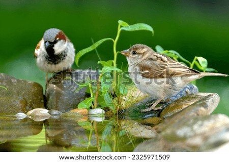 Two sparrows, young and old by the water of a bird watering hole. Reflection on the water. Czechia.