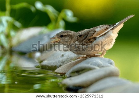 House sparrow, female drinking from bird's water hole. Czechia.