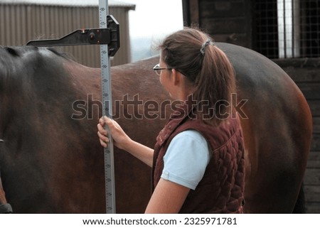 Horses height being measured with an equestrian measuring stick. Equine   Royalty-Free Stock Photo #2325971781