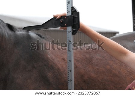 Horses height being measured, with a measuring stick. Equestrian  Royalty-Free Stock Photo #2325972067