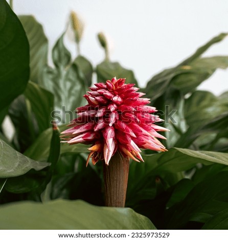 Inirida flower plant Guiania Colombia Royalty-Free Stock Photo #2325973529