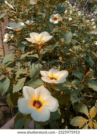 the beautiful white flower photo 