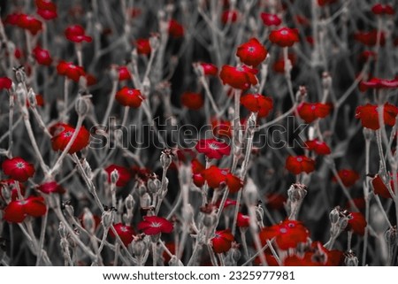 Field of poppy flowers.Romantic picture of flowers