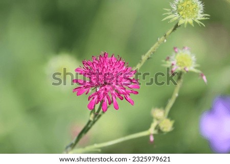 Sweden. Knautia macedonica, the Macedonian scabious, is a species of flowering plant in the family Caprifoliaceae.
