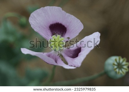 Close up of stamens and central part of soft pink poppy