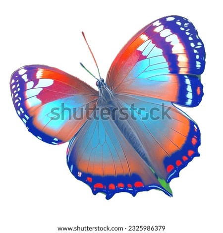 A Colorful and beautiful Butterfly
