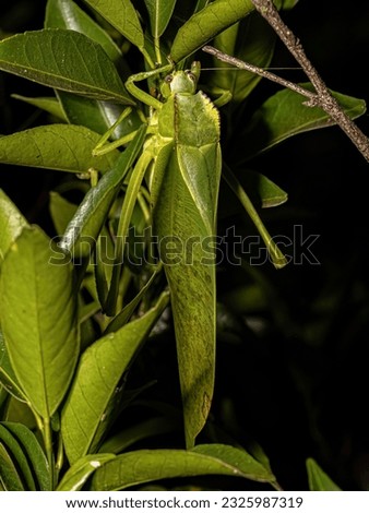 Adult Phaneropterine Katydid of the species Cnemidophyllum citrifolium Royalty-Free Stock Photo #2325987319