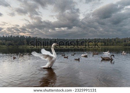 Mute swan (Cygnus olor) with open wings on the forest lake Royalty-Free Stock Photo #2325991131