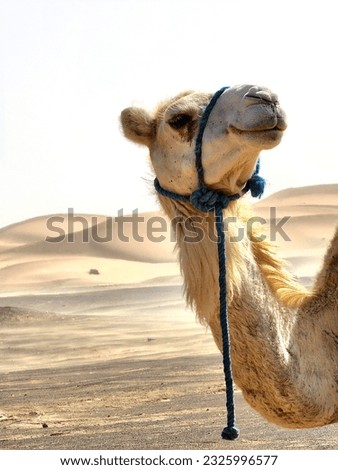 Camels in the Sahara Desert Royalty-Free Stock Photo #2325996577