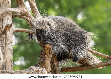 A North American Porcupine Climbing a Tree