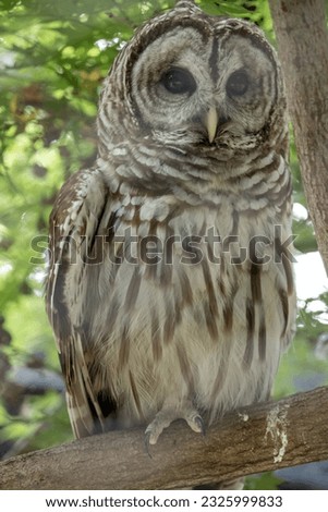 Isolated Photo of a Barred Owl