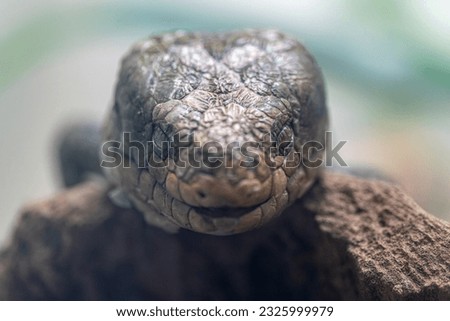 Macro Photo of a Lizard Head