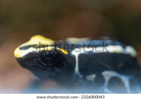 Macro Photo of a Poison Dart Frog