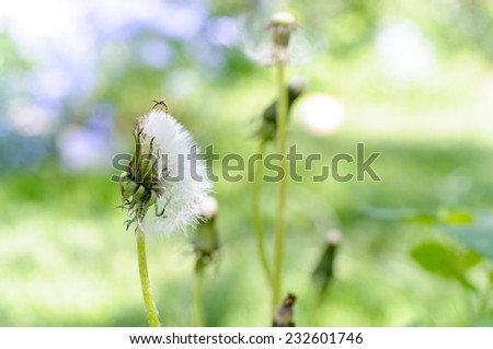 Dandelion (Taraxacum) on a field close-up 