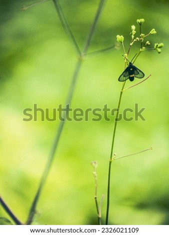 A tiger grass borer, black yellow stripe insect with free space for text and message, isolated, background. Vertical picture.