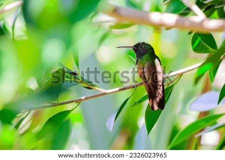 Hummingbird perched on a tree branch