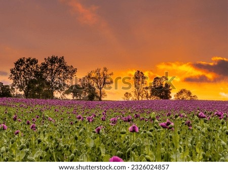 beauty of natural 
a field of purple flowers and trees