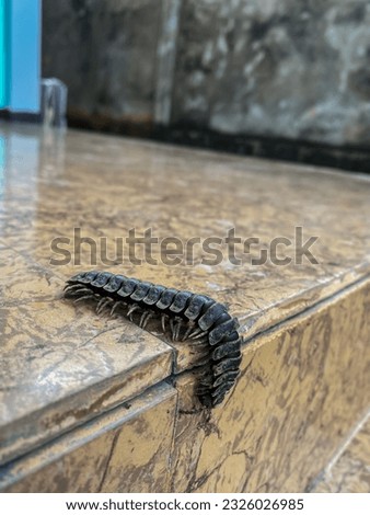 a millipede caterpillar that walks in front of the terrace of the house in the morning in Bulungan Regency, Tanjung Selor District, North Kalimantan Province, Indonesia