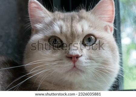 Cute  cat resting in living room, window sill