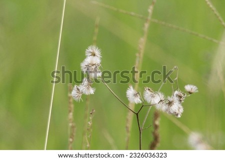 A picture of the weed growing in abundance at the edge of the paddy fields found around Kangar
