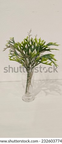 Ornamental plants, decorative vases, beautiful things