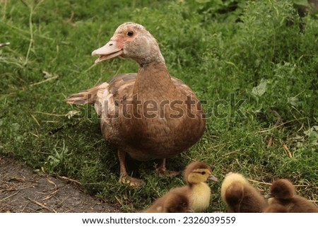 Mother duck took her kids for a walk.